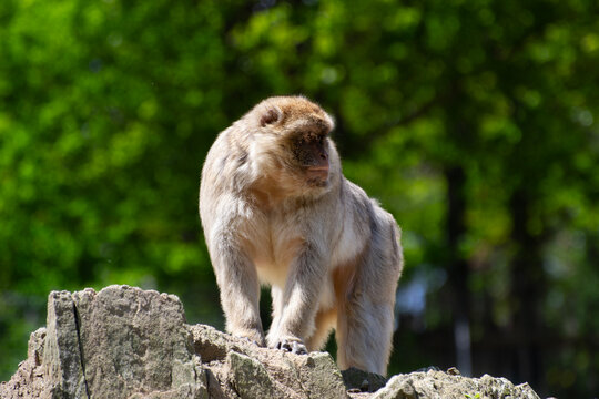 Barbary macaque on a rock
