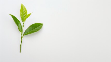 Leaf is on a white background