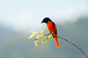 Scarlet Minivet on branch birdwatching in the forest.