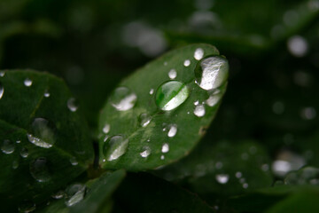 rain drops on a green leaf