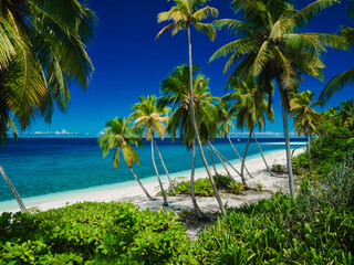 Naklejka premium Paradise tropical beach with coconut palm trees on Maldive island. Travel vacation banner.