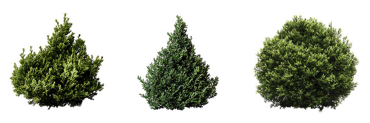 Obraz premium Set of artistic arrangement of a small evergreen bush, meticulously shaped, isolated on a white background, highlighting its geometric form and deep green hues