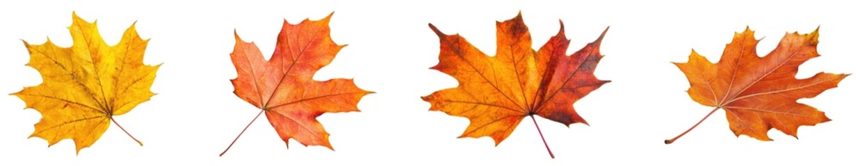 Obraz premium Autumn Maple Leaf, vibrant red and orange hues, delicate veins, stark contrast against pure white background, symbolizes seasonal change and beauty