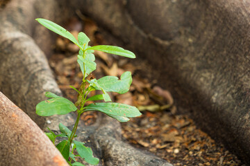 Green Growth Amidst Rocky Obstacles