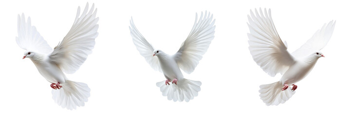 Set of white dove in mid-flight with wings fully outstretched, isolated on a pure white or transparent background