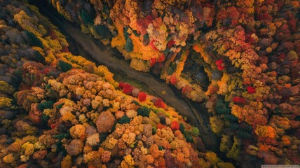 4K Ultra HD Aerial View of Vibrant Autumn Forest with Winding Trails
