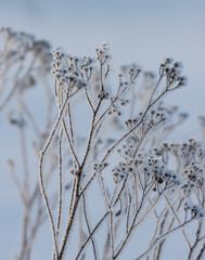 A close up of a tree with frost on the branches