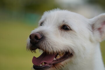 a white dog with a pink tongue that is smiling.