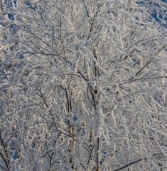 A tree covered in snow with a blue sky in the background
