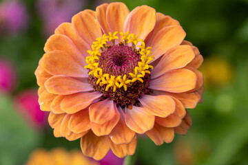 orange dahlia flower