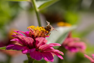 bee on flower