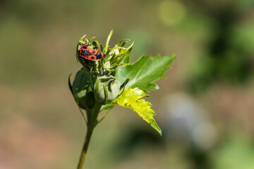 ladybug on a flower