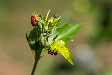ladybug on a flower