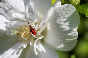 ladybug on a flower