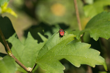 ladybird on a leaf