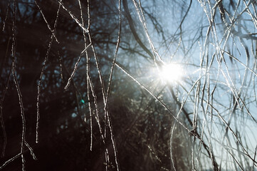 Winter background, forest tree branches covered with shining frost with sunlight breaks through them, winter background with natural frost covered tree branches
