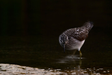 Bruchwasserläufer // Wood sandpiper (Tringa glareola) 