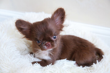 Mini chihuahua dog on a soft bed, dog age 4 months