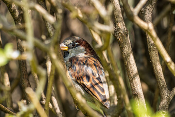 sparrow hidden behind branches