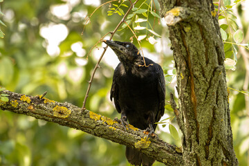 crow on tree