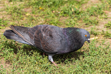 pigeon on the grass