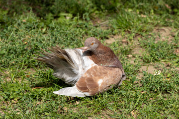 pigeon on the grass