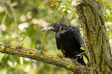 crow on a branch