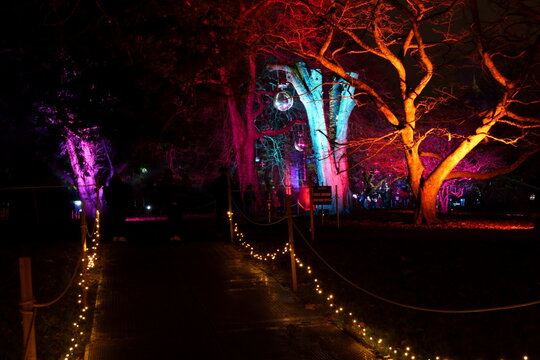 Bute Park, Cardiff City Centre. is located next to Cardiff Castle and its annual light trail is very popular and one of the largest in Wales. Christmas season lights and decorations. 
