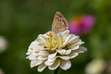 butterfly on flower