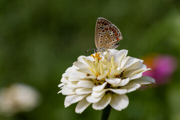 butterfly on flower