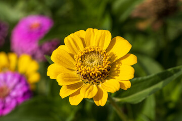 yellow flower in the garden