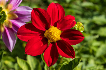 red dahlia flower