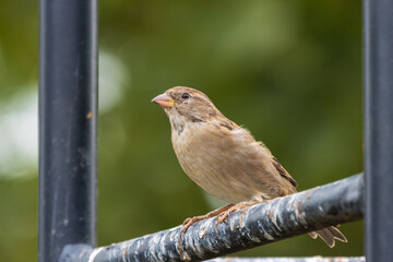 sparrow on a fence
