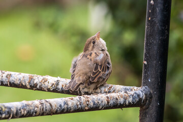 sparrow sitting on a fence