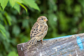 sparrow on a fence