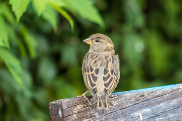 sparrow on a branch