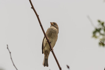 Sparrow sitting on a branch