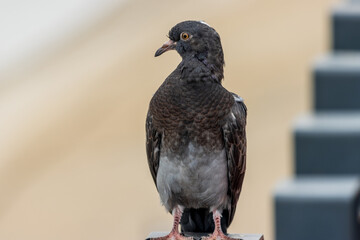 pigeon on a fence