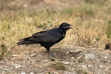 crow on the ground