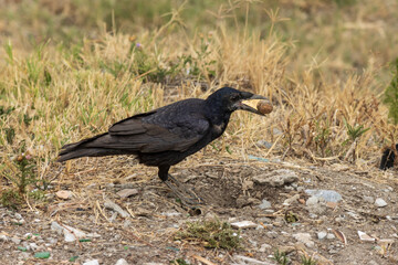 crow in the grass