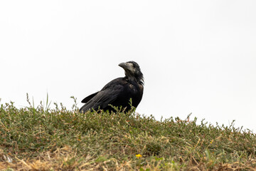 crow on the grass