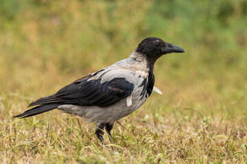 crow on the ground