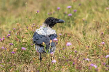 crow on the grass