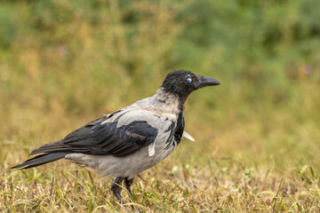 crow on the grass