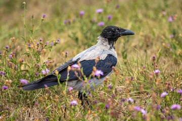 crow on the grass