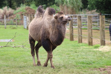 camel in the zoo