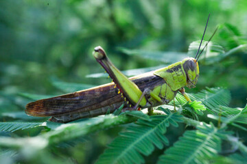grasshopper perched on a leaf of Orthosiphon aristatus