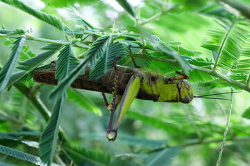grasshopper perched on a leaf of Orthosiphon aristatus