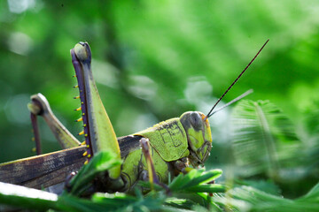 grasshopper perched on a leaf of Orthosiphon aristatus