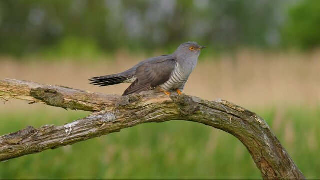 Common cuckoo song, European bird call, Cuculus canorus singing